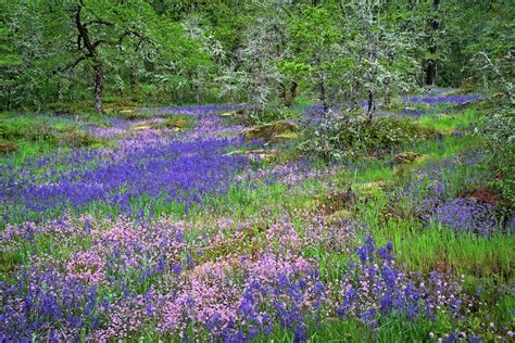 Spring Wildflowers Bloom In Oregons Camassia Natural Area Photograph