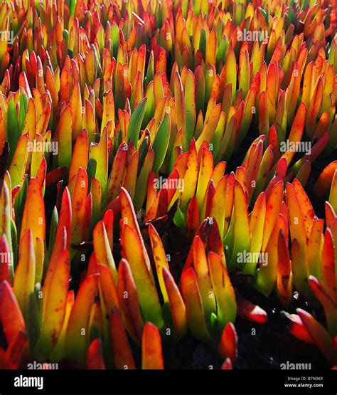 Colorful Tropical Plants Stock Photo Royalty Free Image 21974510 Alamy