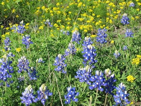 Check spelling or type a new query. Hill Country wildflowers | Digging