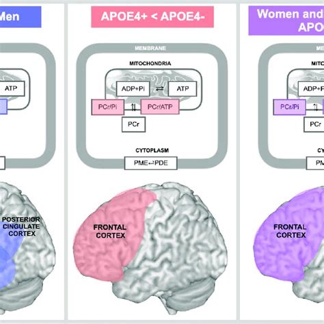 Schematic Representation Of Sex And Apoe4 Status Effects On Midlife