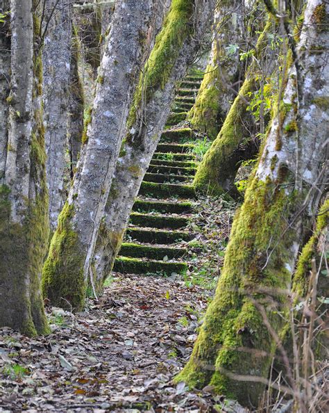 Usa Forests Stairs Moss