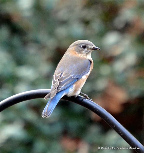 Feeding Bluebirds In Winter