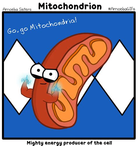 Mitochondria  By Sarinasunbeam On Deviantart