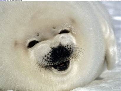 Seal Pup Smiling Seals Harp Happy Face