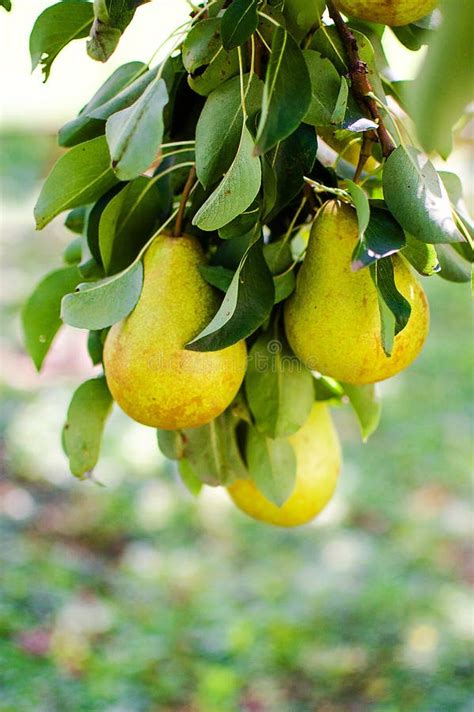 Pears Growing On A Branch With Green Leaves In The Garden Outdoors