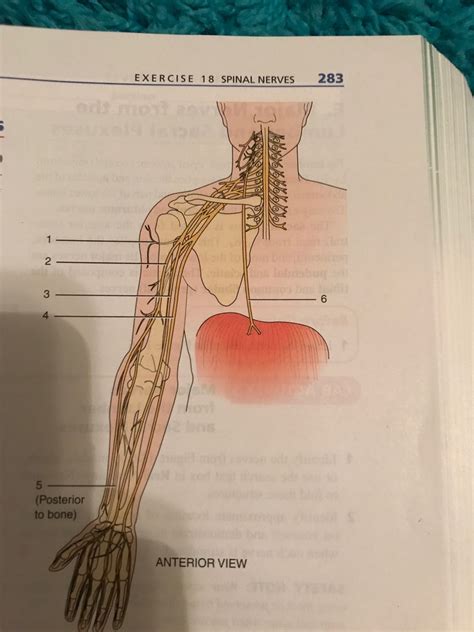 18 5 Major Nerves From Cervial And Brachial Plexuses Diagram Quizlet