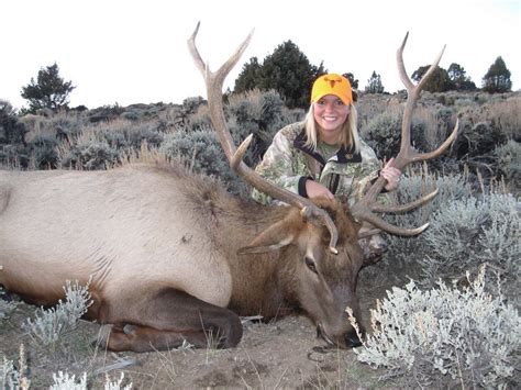 5 Day Colorado Archery Elk Hunt For 1 Hunter Semi Guided