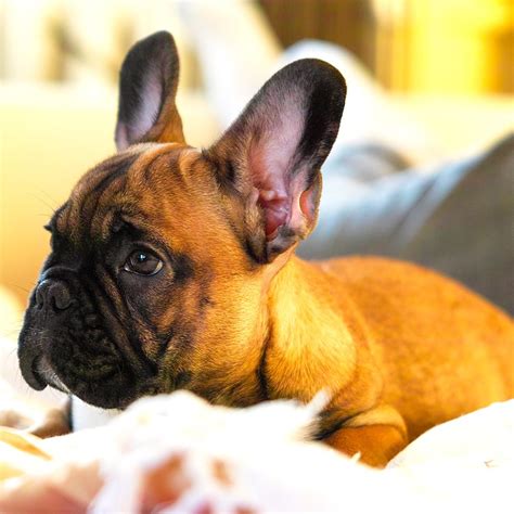 Ear infections in french bulldogs are common. Oh my! What beautiful ears you have! (With images ...