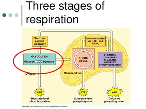 Process Of Aerobic Respiration
