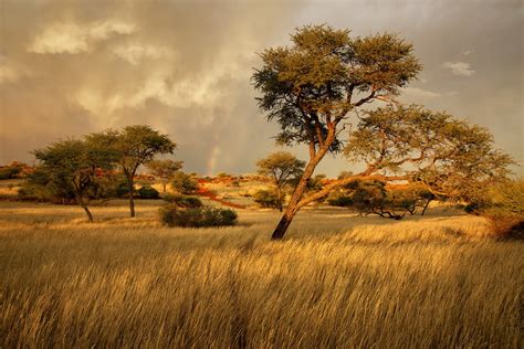 Обои для телефона намибия африка саванна трава деревья