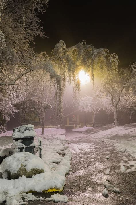 Winter Wonderland Trees Covered In Snow Night City Lights Shining