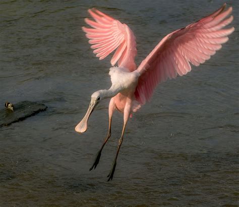 Roseate Spoonbills In South Carolina — The Naturalists Notebook