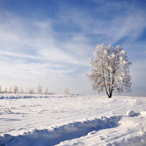 Tree In Winter With Snow Covered Fields Stock Image Image Of Tree