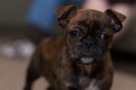 Pugs shed the most, while the other two breeds shed minimally. Frug French Bulldog + Pug | My (Future) Puppies ...
