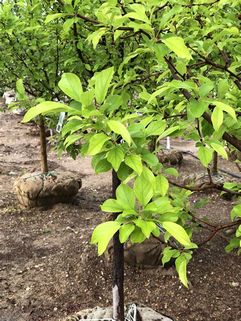 Crabapple Red Jewel — The Cottage Gardens Lansing