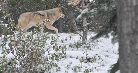 Lack Of Evidence Of Cattle Depredation By A Small Pack Of Wolves Of The
