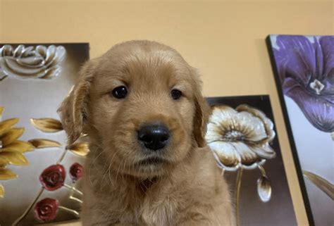 Golden Retriever Puppies For Sale Salem Or 342322