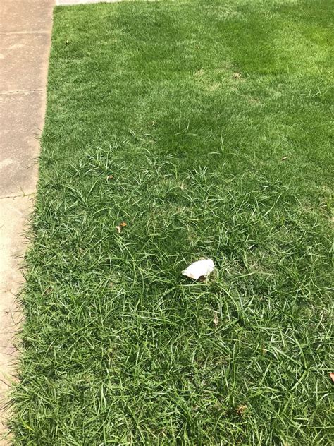 Zoysia /ˈzɔɪziə/ is a genus of creeping grasses widespread across much of asia and australia, as well as various islands in the pacific. Can someone tell me whats growing in this client Emerald Zoysia | LawnSite.com™ - Lawn Care ...