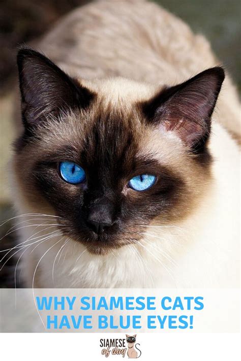 Why Siamese Cats Have Blue Eyes Cats Female Cat Names Unique