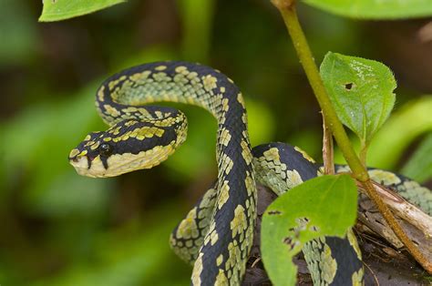 Sri Lanka Green Pit Viper Trimeresurus Trigonocephalus Pit Viper