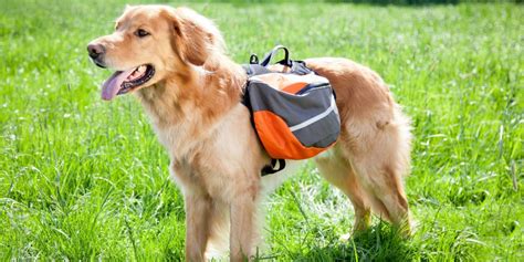 10 Best Dog Backpacks And Rucksacks For Hiking Heavy Duty