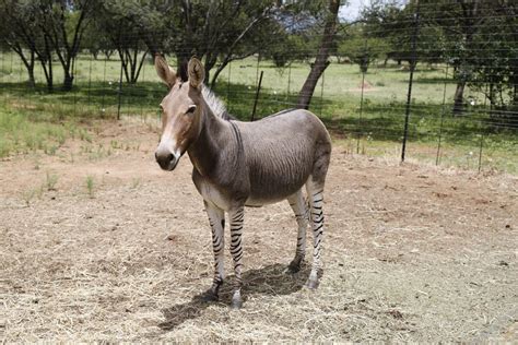The Zorse And Liger Animal Hybrids That Will Blow You Away Gildshire