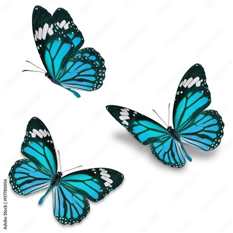 Blue Monarch Butterfly Stock Photo Adobe Stock
