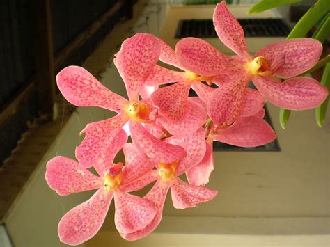 Bunga Orkid Merah Flickr Photo Sharing
