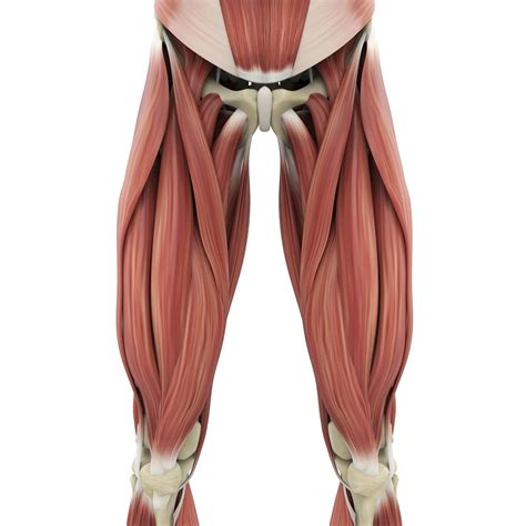 Musculos De La Pierna Humana
