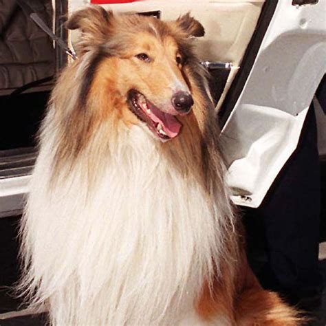 Was Lassie A Collie
