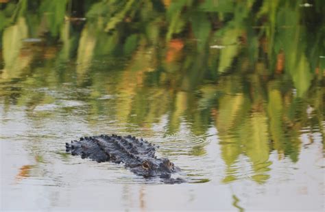 12 Foot Long Alligator Spotted In Oak Island