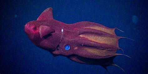Long Lost Fossil Turns Out To Be A 30 Million Year Old Vampire Squid