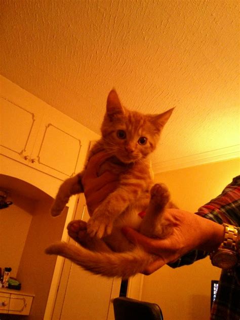 Favorite this post may 18. Cute ginger kitten for adoption | Ruislip, Middlesex ...