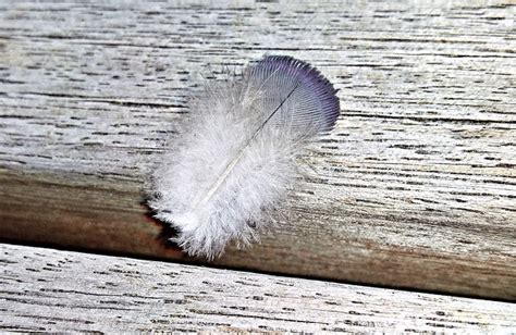 Feather Down Bird Free Photo On Pixabay