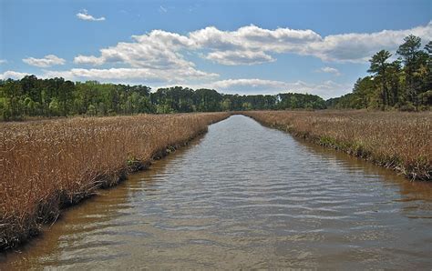 Photos Spectacular Saltwater Marshes Of The Eastern Us Live Science