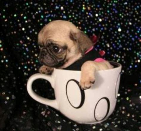Cup Pug Cute Pugs Baby Pugs Teacup Pug