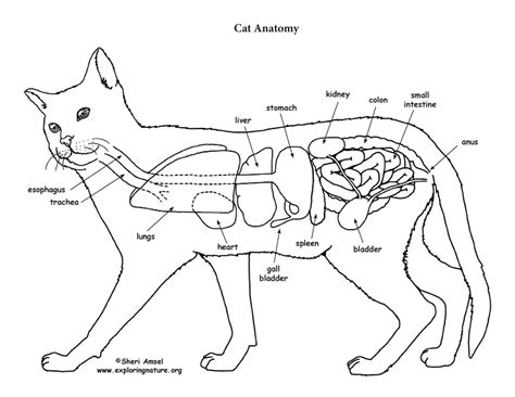 Cat Internal Anatomy Anatomical Charts And Posters