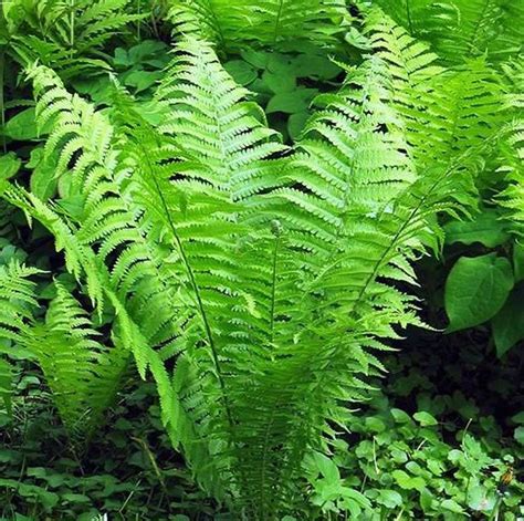 Ferns Perfect Plants For Shade Paramount Plants Uk