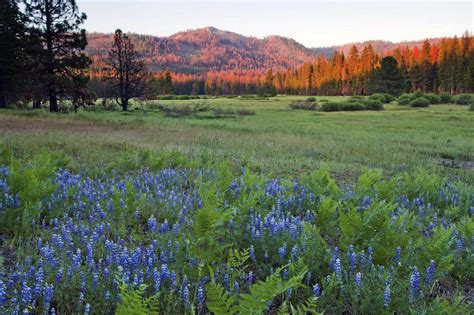 Yosemite National Park In California Adding 400 Acres Of Meadow Forest