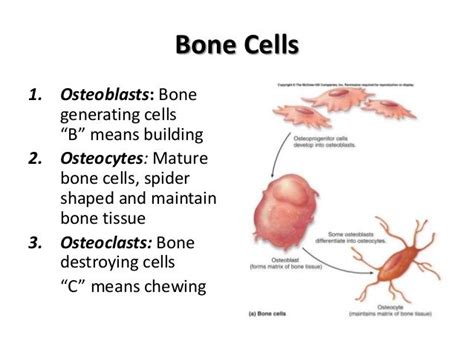 Bone Cells Anatomy And Physiology Nursing Notes Biological Anthropology