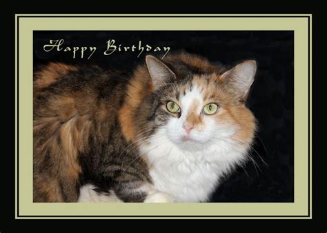 Birthday Card With Photo Of A Calico Cat By Rosie Cards © Birthday