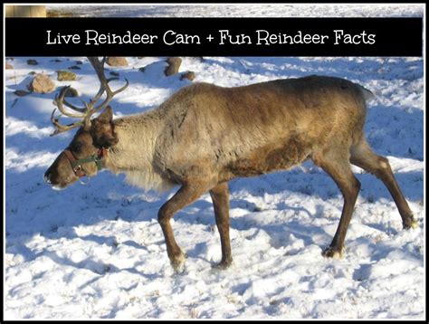 Baby deer are very clumsy and awkward when they are firstborn. Live Reindeer Cam and Reindeer Facts
