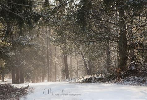 Digital Backdrop Of Winter Scene In The Woods Etsy