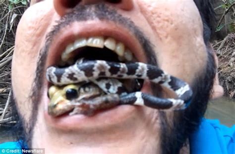 Snake Ninja Places Venomous Snake And Frog In His Mouth In Amazon