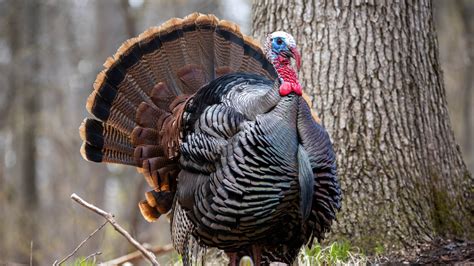 The Reason We Don T Eat Turkey Tails On Thanksgiving