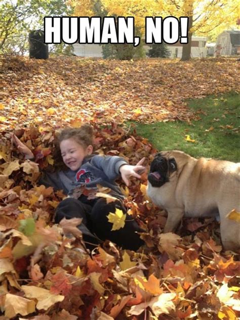 Dump A Day Funny Pictures Of The Day 91 Pics Pugs Funny Pugs