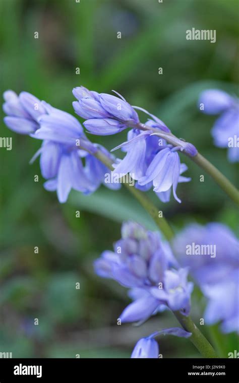 Invasive Bluebells Hi Res Stock Photography And Images Alamy