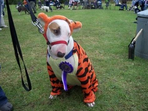 Tigger Dog Halloween Costumes Bull Terrier Dog Halloween