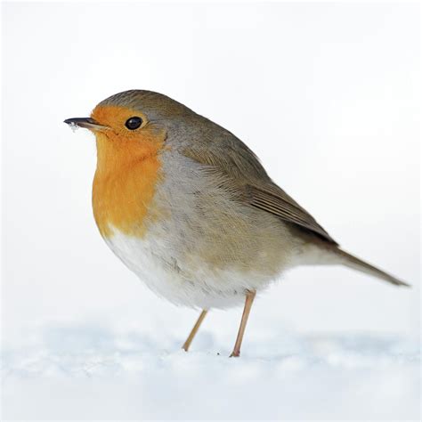 Cute Robin Redbreast In Snow Photograph By Ralf Kistowski Fine Art