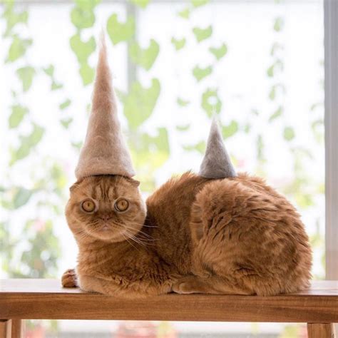These 100 Cat Hair Cat Hats By Ryo Yamazaki Are Going Viral